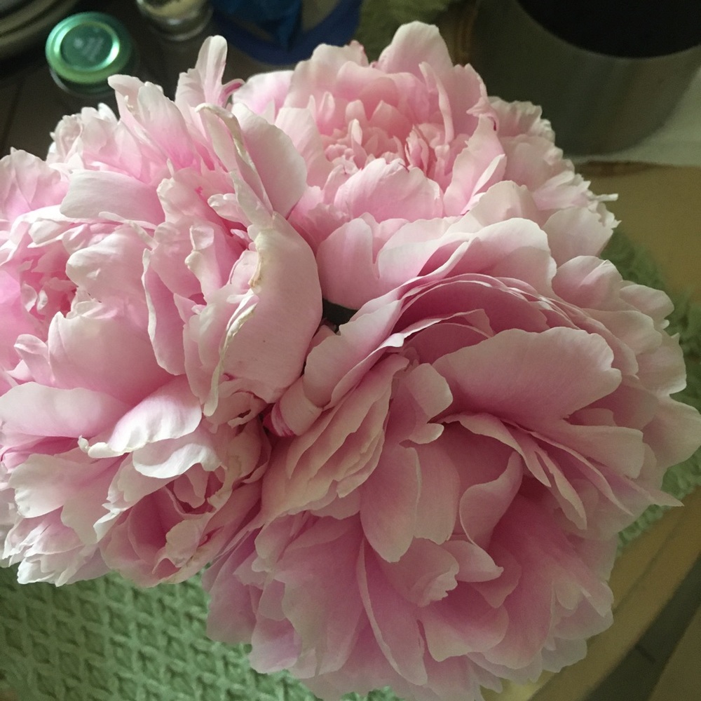 Meet your Posher, Julia